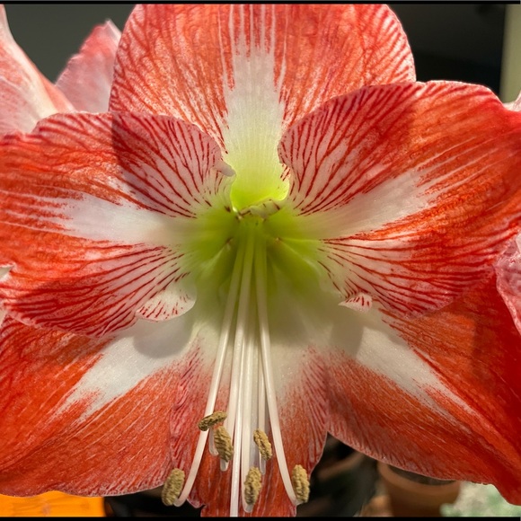 Meet your Posher, M - Picture 1 of 1